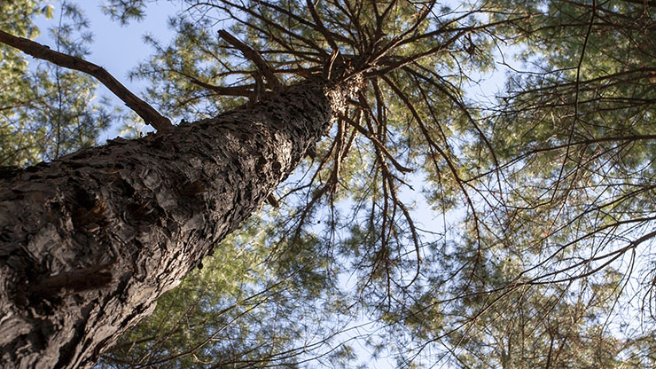 Doe Run’s land management efforts includes pine trees like these.